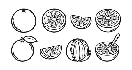Grapefruit Fruits Line Art Elegant Botanical Drawing