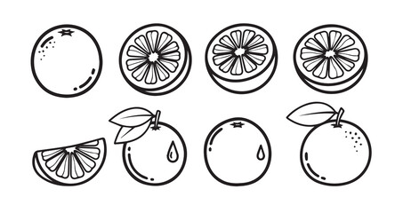 Grapefruit Fruits Line Art Elegant Botanical Drawing