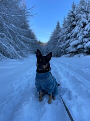 dog in snow