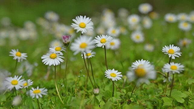 G&auml;nsebl&uuml;mchen, Fr&uuml;hling, Erlensee, Hanau, Hessen, Deutschland, Europe