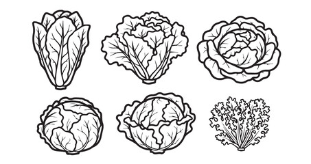 Lettuce Vegetable Line Art Organic Food Design