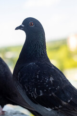 Urban pigeon, side view, blurred city background.