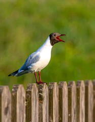 Black Headed Gull on a Wooden Fence.