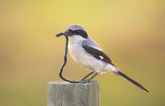 Close-up side view of a Loggerhead shrike bird (Lanius ludovicianus) standing on a wooden post with a decapitated ring-necked snake (diadophis punctatus) in its beak, Florida, USA