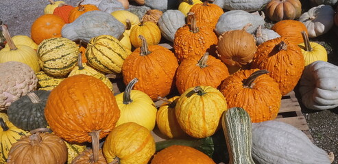 Pile of Multi-Color Pumpkins