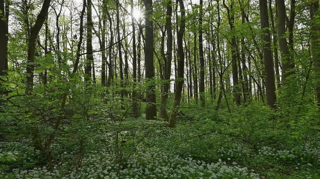 Bl&uuml;hender, B&auml;rlauch, Wald, frisch, Fr&uuml;hling, Bulau, Erlensee, Hanau, Hessen, Deutschland, Europe