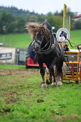 Schweres Kaltblutpferd zieht mit viel Power einen mit Gewichten beladenen Schlitten im Rahmen eines...