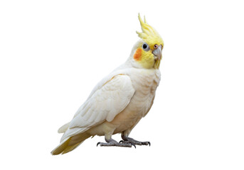 Beautiful cockatiel PNG isolated on transparent background, charming pet bird with yellow crest and gray feathers for design projects