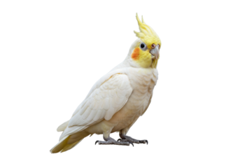 Beautiful cockatiel PNG isolated on transparent background, charming pet bird with yellow crest and gray feathers for design projects