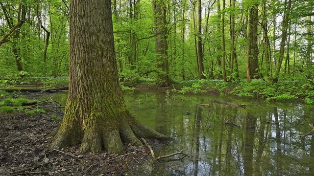 Auwald, T&uuml;mpel, Wasser, Baum, frisch, Fr&uuml;hling, Bulau, Erlensee, Hanau, Hessen, Deutschland, Europe