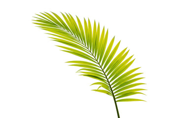 Tropical golden cane palm leaf isolated PNG, vibrant green and yellow foliage on transparent background for design elements