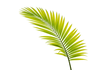 Tropical golden cane palm leaf isolated PNG, vibrant green and yellow foliage on transparent background for design elements