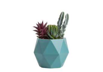 Succulent plants in a blue geometric pot isolated on transparent background, decorative indoor plants for home decor