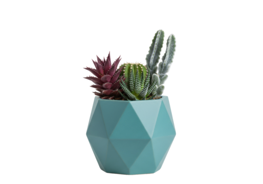 Succulent plants in a blue geometric pot isolated on transparent background, decorative indoor plants for home decor