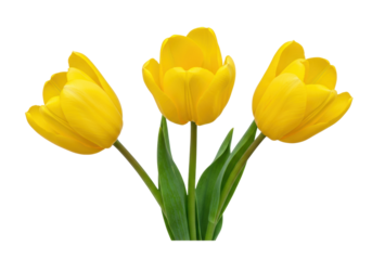 Three yellow tulip flowers isolated PNG, spring blossoms with green leaves on transparent background for floral design and decoration