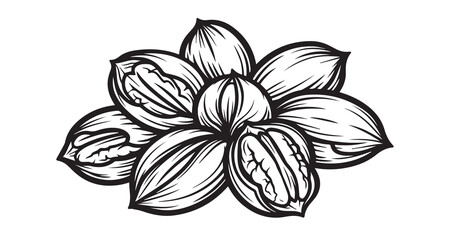 Pecan Fruits Line Art Minimal Outline Drawing