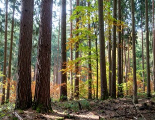 Obraz premium Autumn forest scene with tall trees