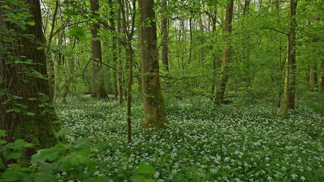 Bl&uuml;hender, B&auml;rlauch, Wald, frisch, Fr&uuml;hling, Bulau, Erlensee, Hanau, Hessen, Deutschland, Europe