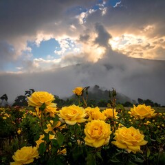 Yellow Roses in a Field Under a Cloudy Sky.