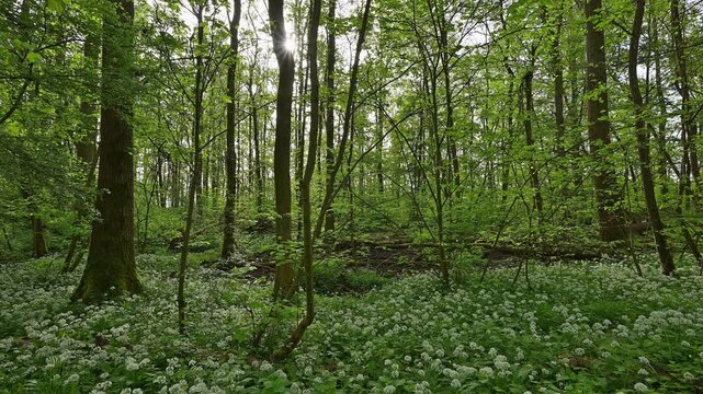 Bl&uuml;hender, B&auml;rlauch, Wald, frisch, Fr&uuml;hling, Bulau, Erlensee, Hanau, Hessen, Deutschland, Europe