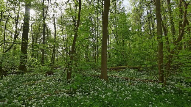 Bl&uuml;hender, B&auml;rlauch, Wald, frisch, Fr&uuml;hling, Bulau, Erlensee, Hanau, Hessen, Deutschland, Europe