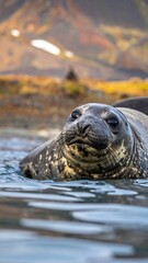 Close-up of a seal in shallow water, dramatic landscape background