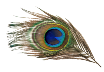 Detailed peacock feather PNG isolated on transparent background, iridescent plumage with vibrant colors for design and decoration