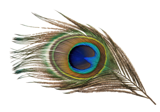 Detailed peacock feather PNG isolated on transparent background, iridescent plumage with vibrant colors for design and decoration