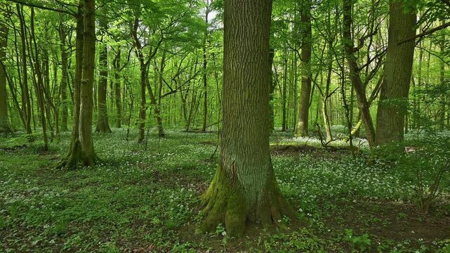 Bl&uuml;hender, B&auml;rlauch, Wald, frisch, Fr&uuml;hling, Bulau, Erlensee, Hanau, Hessen, Deutschland, Europe