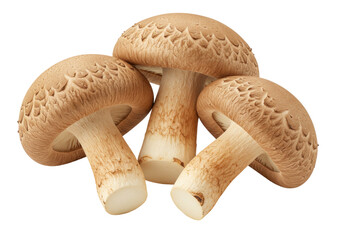 Three brown portobello mushrooms isolated on transparent background, fresh raw fungi for gourmet cooking and healthy vegetarian meals