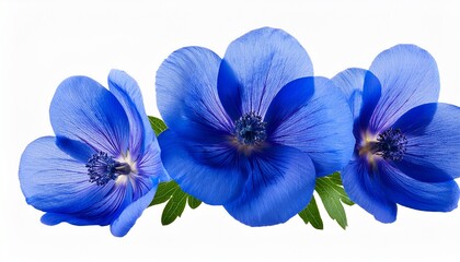 Fresh Blue Flower Isolated On Transparent Background