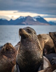 Close-up of a seal, mountains in the background