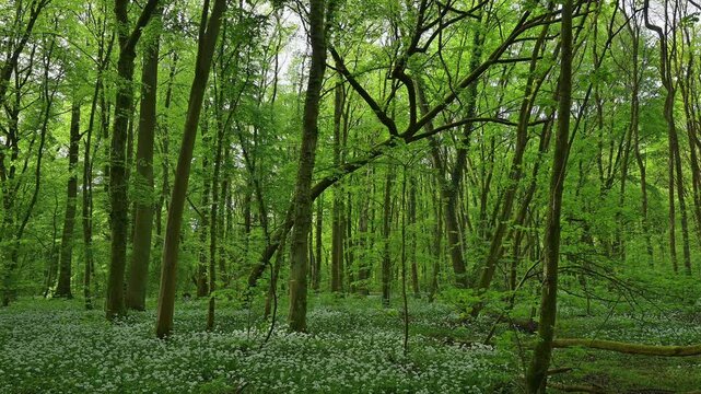 Bl&uuml;hender, B&auml;rlauch, Wald, frisch, Fr&uuml;hling, Bulau, Erlensee, Hanau, Hessen, Deutschland, Europe