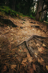Close-up of exposed tree roots forming a rugged trail in a dense forest, with pine needles scattered across the earthy ground.