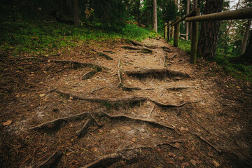 Close-up of exposed tree roots forming a rugged trail in a dense forest, with pine needles...