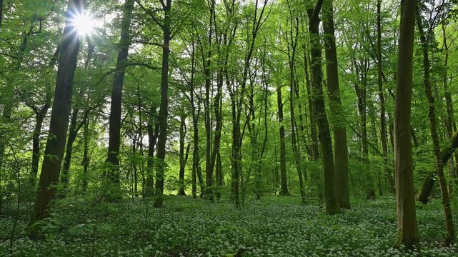 Bl&uuml;hender, B&auml;rlauch, Wald, frisch, Fr&uuml;hling, Bulau, Erlensee, Hanau, Hessen, Deutschland, Europe