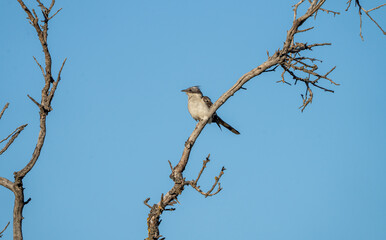 European Spotted Cuckoo (Clamator glandarius) photographed in Spain