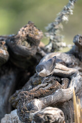 Western Oriole (Curruca hortensis) photographed in Spain
