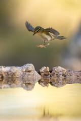Common Chiffchaff (Phylloscopus collybita) photographed in Spain