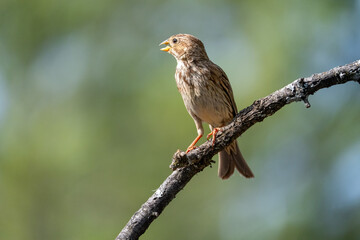 Corn Bunting (Emberiza calandra) photographed in Spain