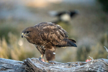 Common Buzzard (Buteo buteo) photographed in Spain