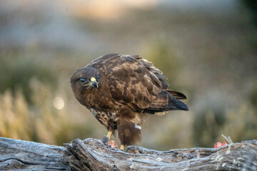 Common Buzzard (Buteo buteo) photographed in Spain