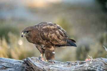 Common Buzzard (Buteo buteo) photographed in Spain