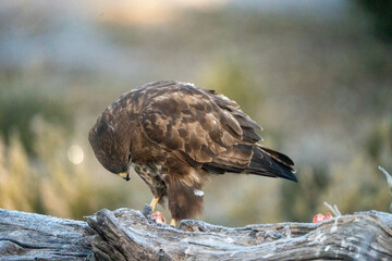 Common Buzzard (Buteo buteo) photographed in Spain