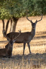 Red deer (Cervus elaphus) photographed in Spain