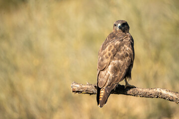 Common Buzzard (Buteo buteo) photographed in Spain