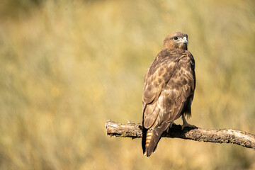 Common Buzzard (Buteo buteo) photographed in Spain