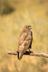Common Buzzard (Buteo buteo) photographed in Spain