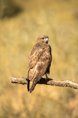 Common Buzzard (Buteo buteo) photographed in Spain