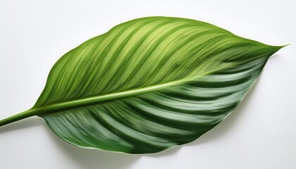 Peace Lily Leaf Isolated On A White Background Symbolizing Purity And Natural Beauty With Its Glossy Green Texture